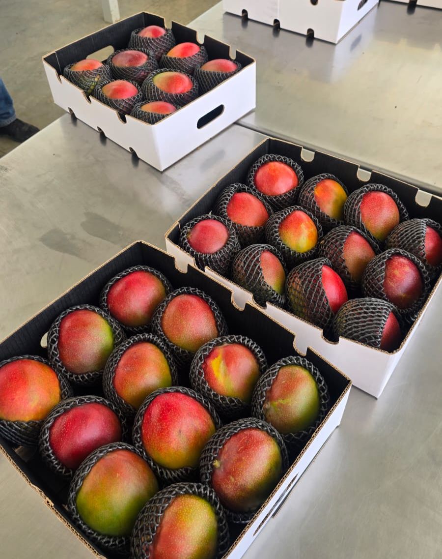 Mango de exportación