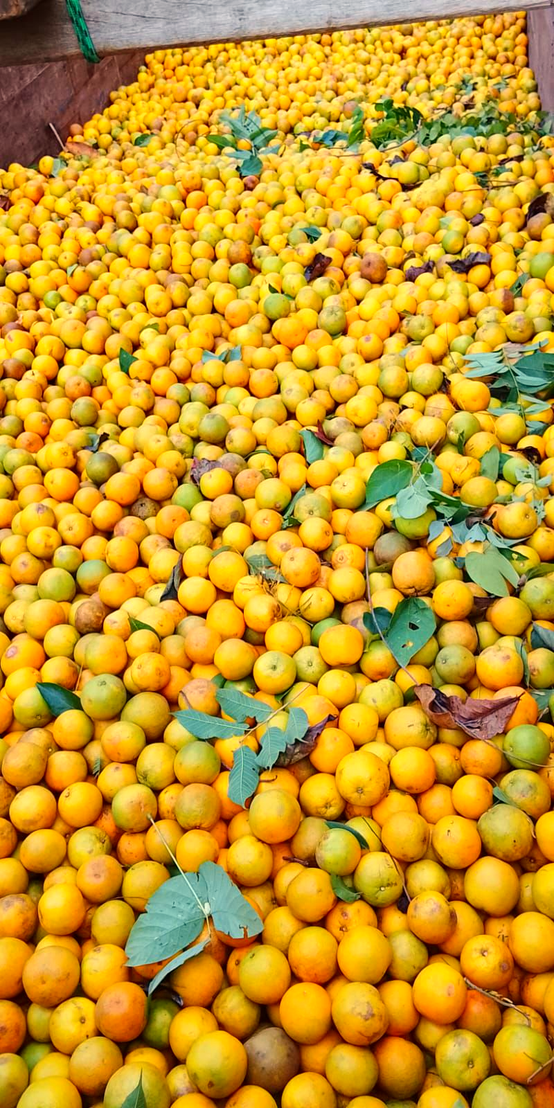 Naranja Valencia de exportación