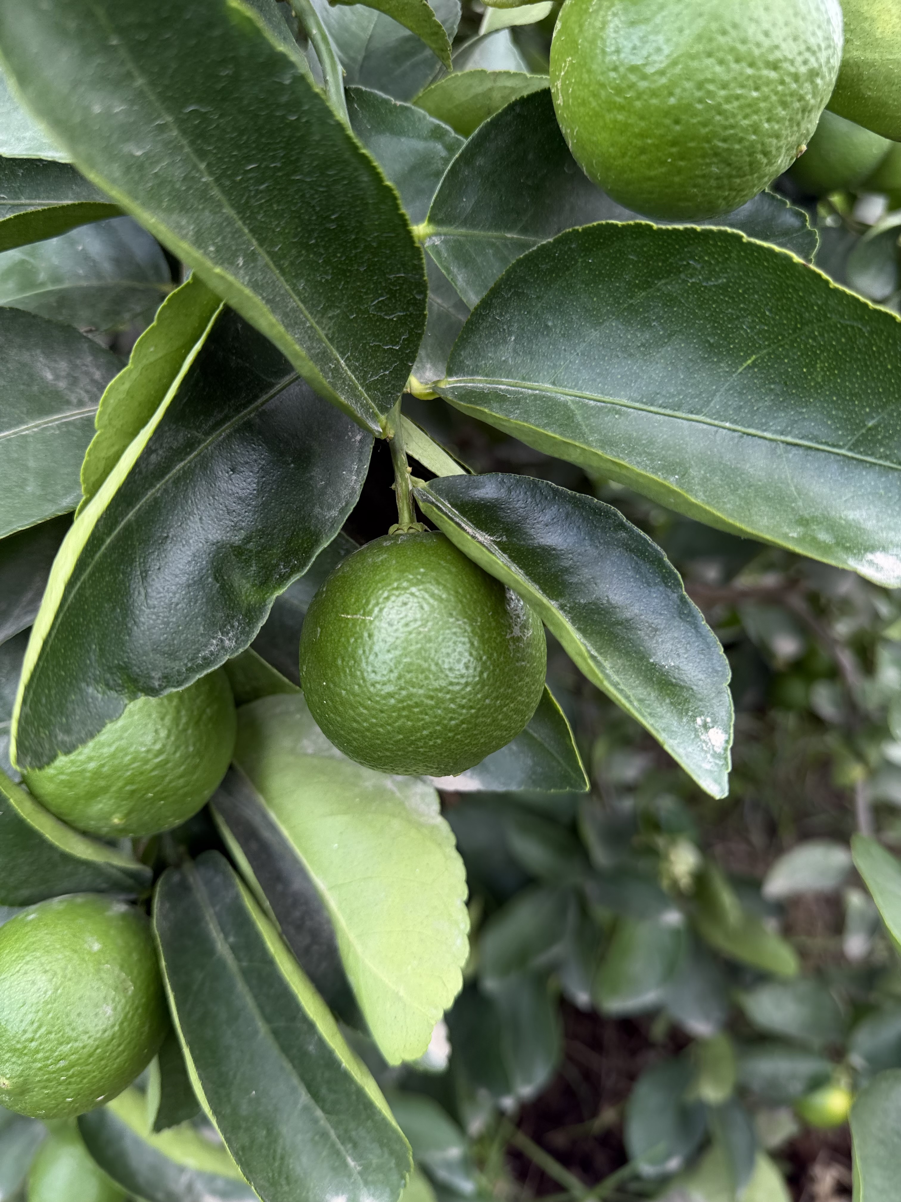 Limón Tahití en árbol