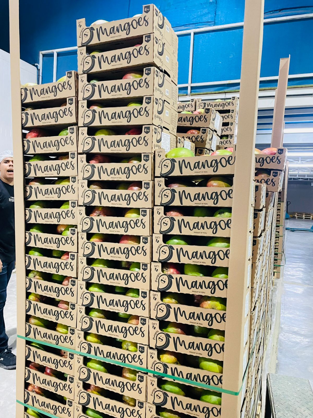 Cajas de mango de exportación apiladas en almacén