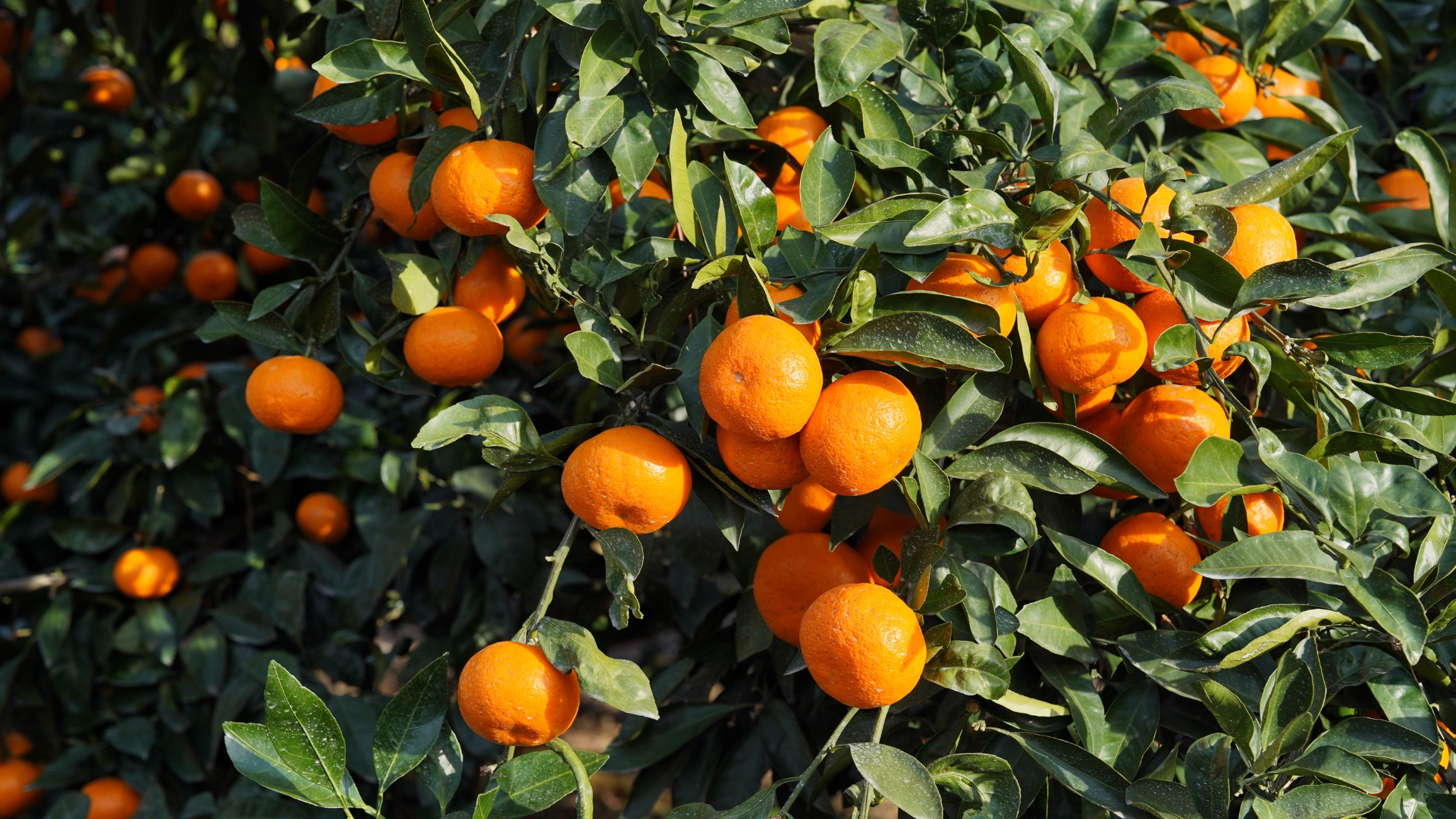 Mandarina en plena cosecha